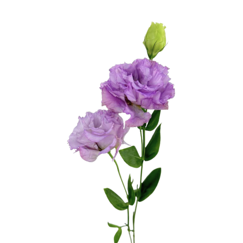 Lisianthus Lavender South American (10 stems)