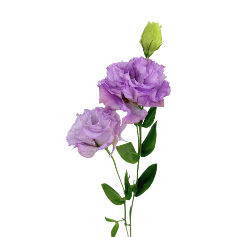 Lisianthus Brillianthus Lavender (7 stems)