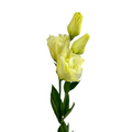 Lisianthus Butter Yellow Canadian