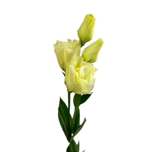 Lisianthus Butter Yellow