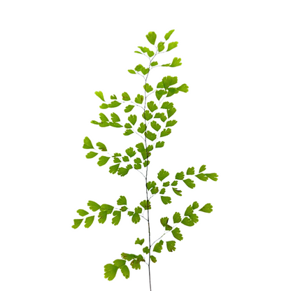 Maidenhair Fern
