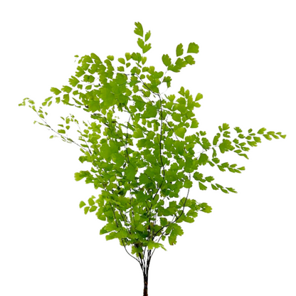 Maidenhair Fern