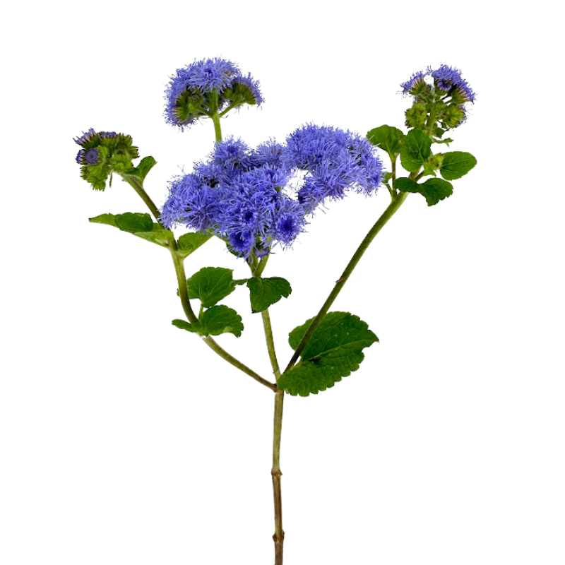 Ageratum Blue