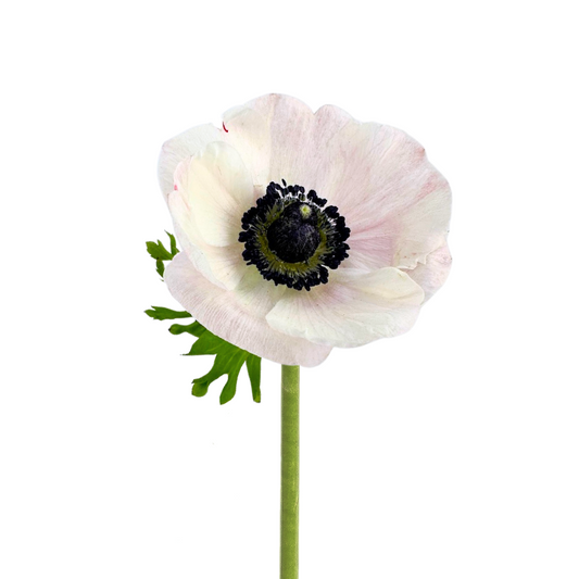 Anemone Blush (10 Stems)