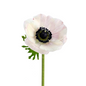 Anemone, Blush 10st/bu