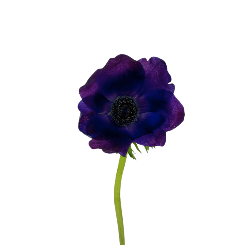 Anemone Burgundy (10 Stems)
