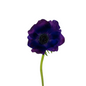 ANEMONE, BURGUNDY 10st/bu