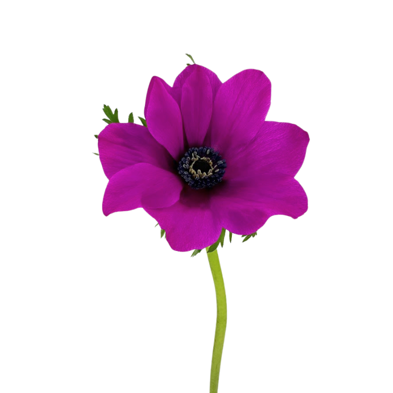 Anemone Hot Pink (10 Stems)