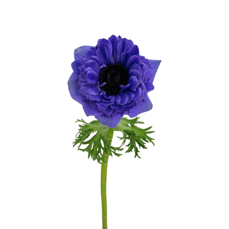 Anemone Levante Blue (10 Stems)
