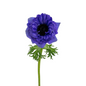 Anemone - Levante, Blue 10st/bu