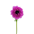 Anemone Levante Hot Pink (10 Stems)