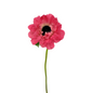 Anemone - Levante Pink 10st/bu
