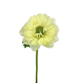 Anemone Levante White (10 Stems)