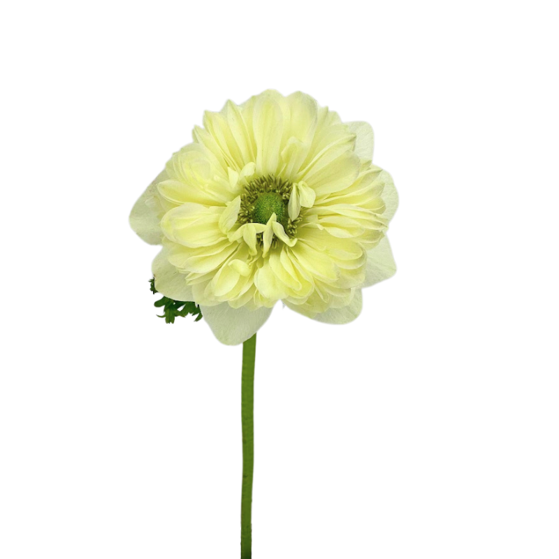 Anemone Levante White (10 Stems)