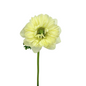 Anemone - Levante White 10st/bu