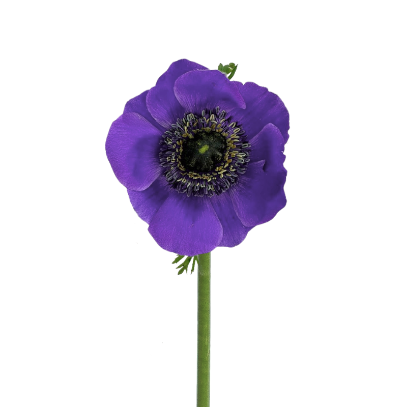 Anemone Purple (10 Stems)