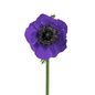 Anemone, Purple 10st/bu
