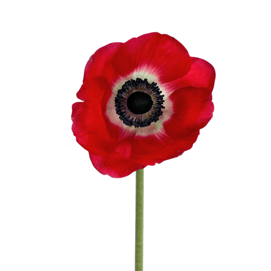 Anemone Red (10 Stems)