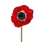 Anemone, Red 10st/bu