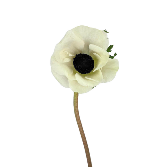 Anemone White (10 Stems)