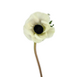 Anemone, White 10st/bu