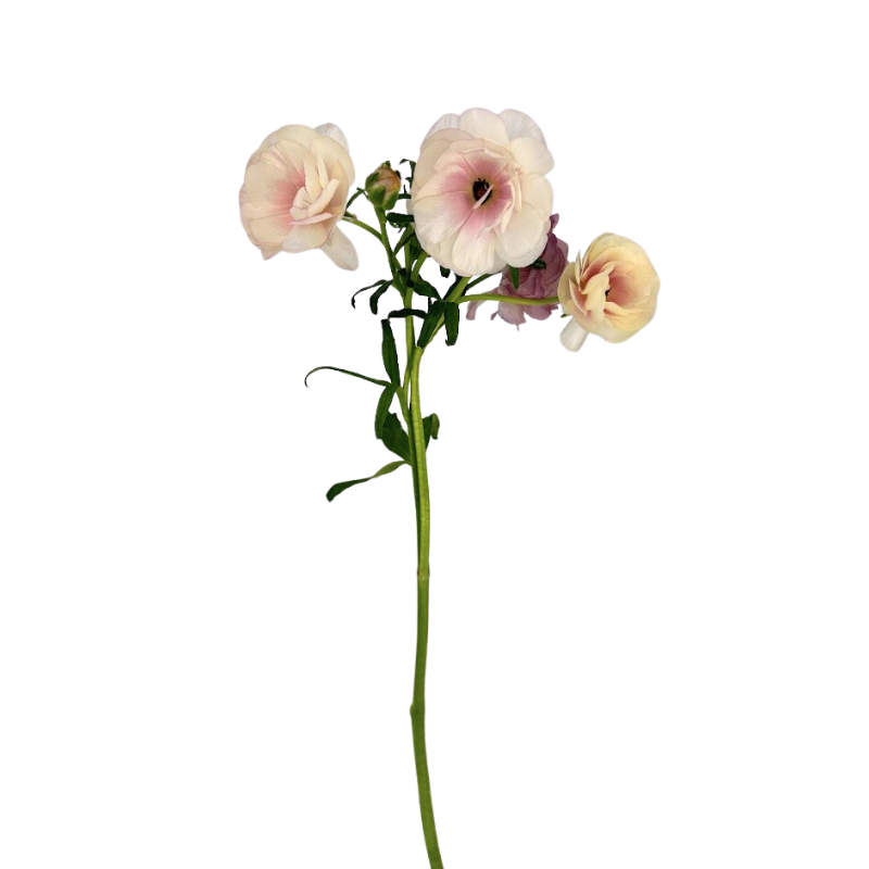 Bright Ranunculus Light Pink Ranunculus