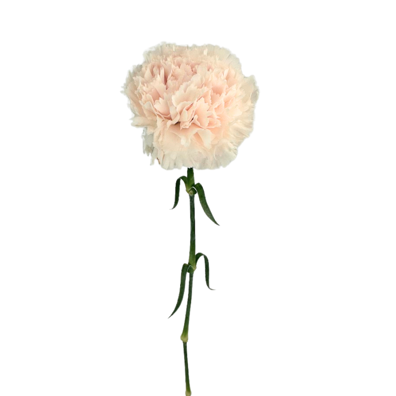 Carnation Blush (25 Stems)