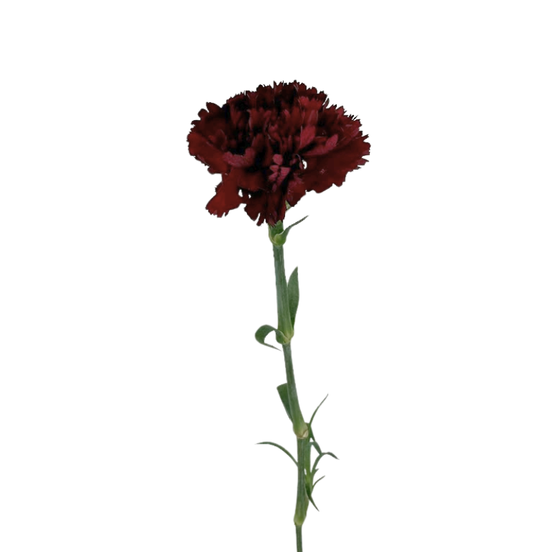 Carnation Burgundy (25 Stems)