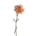 Carnation Peach (25 Stems)