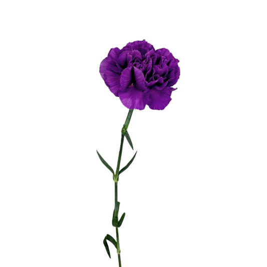 Carnation Purple (20 Stems)