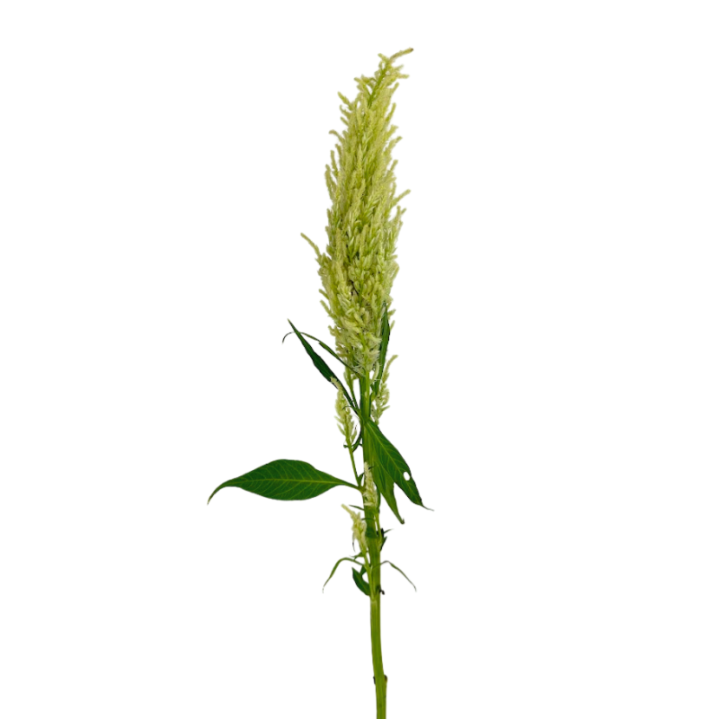 Celosia Green Plume