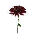 Chrysanthemum Disbud Burgundy (10 Stems)