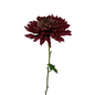 Chrysanthemum Disbud Burgundy (10 stem bunch)