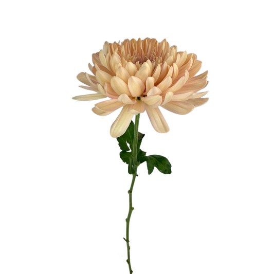 Chrysanthemum Cremone Peach (10 Stems)