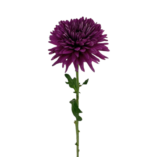 Chrysanthemum Cremone Purple (10 Stems)