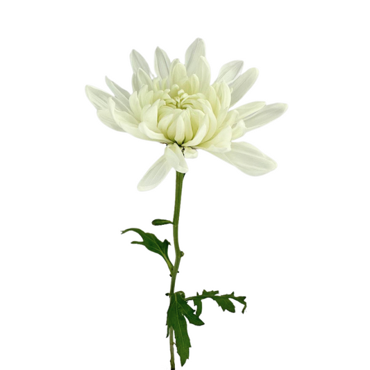 Chrysanthemum Cremone White (10 Stems)