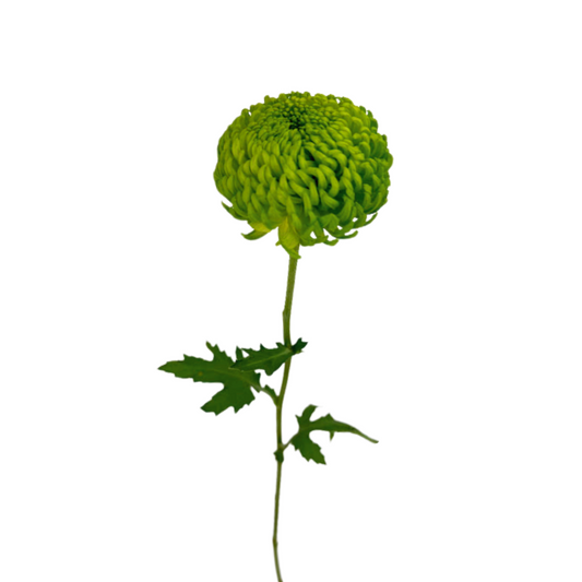 Chrysanthemum Cremone Green (10 Stems)