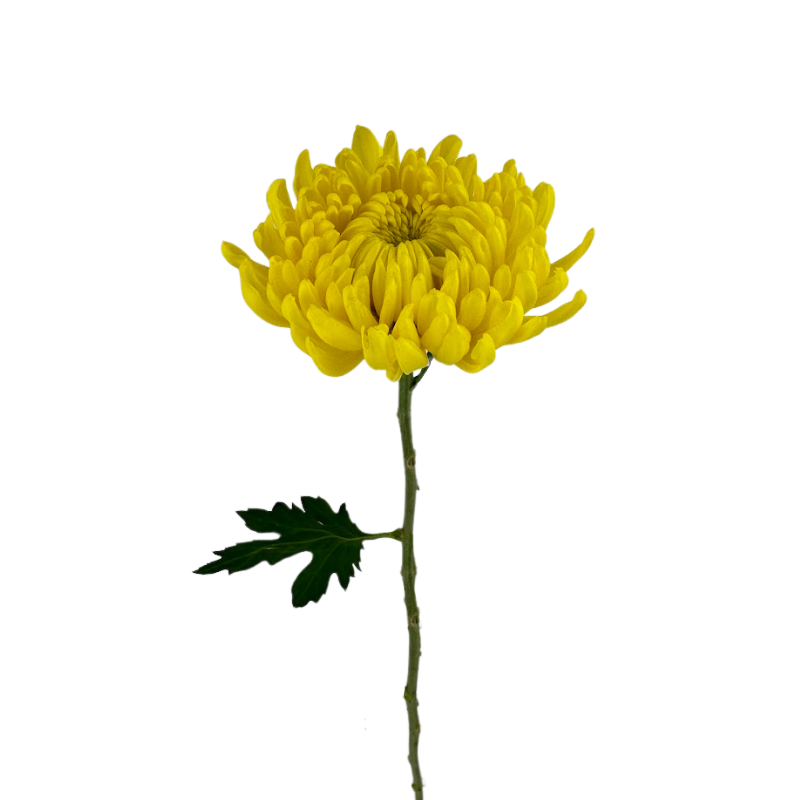 Chrysanthemum Cremone Yellow (10 Stems)