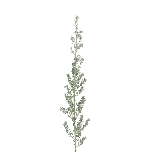 Kochia Silver