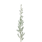 Kochia Silver (10 stem bunch)