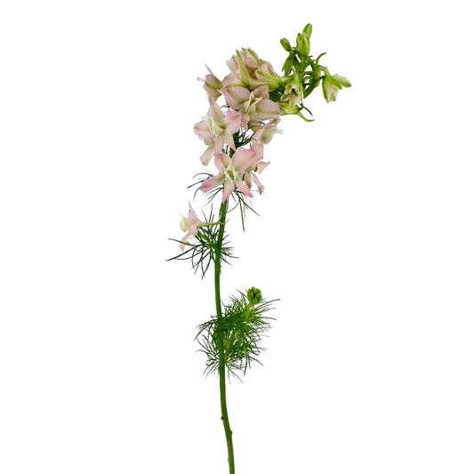 Larkspur Pink (10 stems)