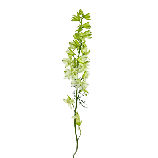 Larkspur White (10 stems)