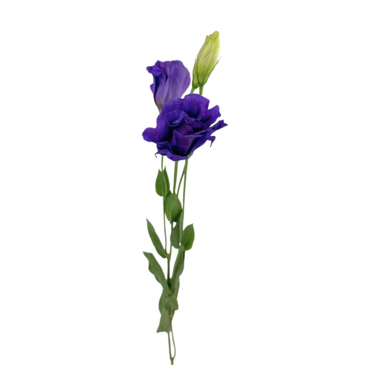 Lisianthus Brillianthus Purple (7 stems)