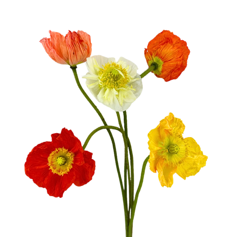 Poppies Assorted (5 stems)