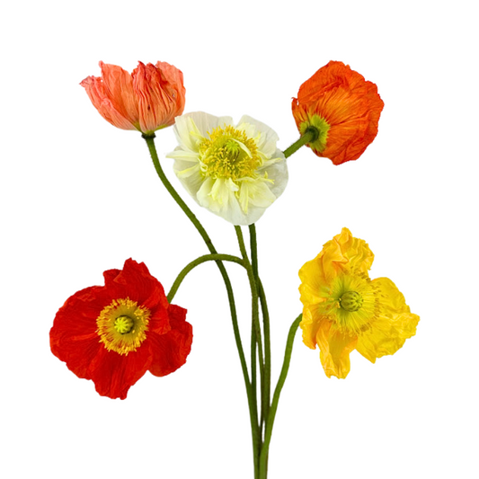 Poppies Assorted (5 stems)