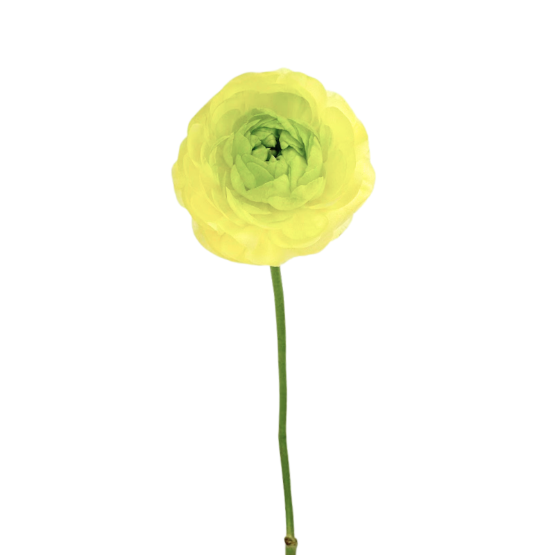 Ranunculus Bicolor Cream