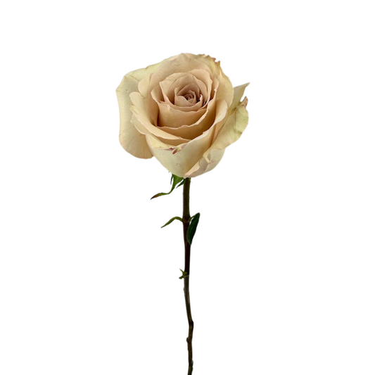 Rose Beige (25 stems)