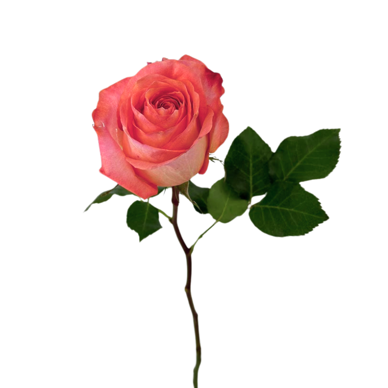 Rose Coral (25 stems)