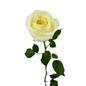 Rose Cream (25 stem bunch)