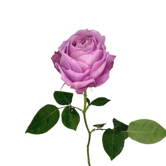 Garden Rose Lavender (12 stems)